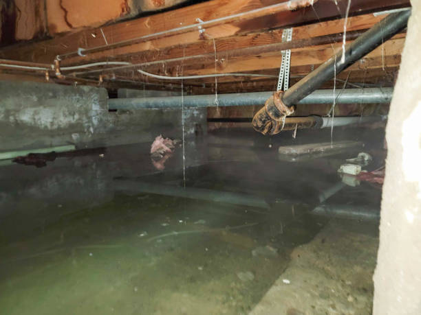 Best Water damage mitigation services  in Stanton, TX
