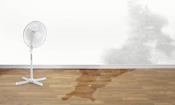 Best Carpet water damage restoration  in Stanton, TX