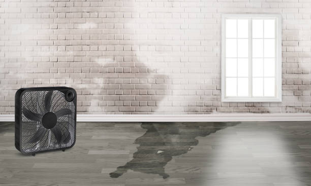 Best Water damage restoration near me  in Stanton, TX